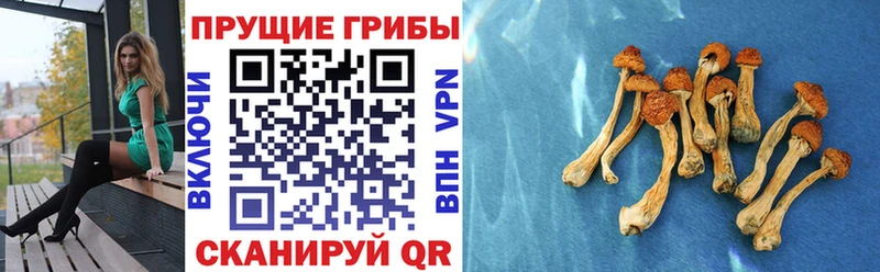 omg ссылка Балахна Галлюциногенные грибы MAGIC MUSHROOMS